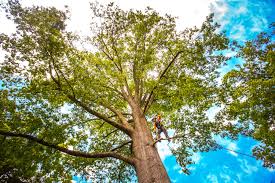 Professional Tree Services in Jackson, MI