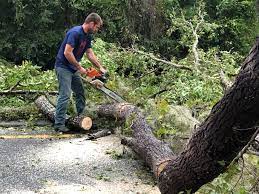 How Our Tree Care Process Works  in  Jackson, MI